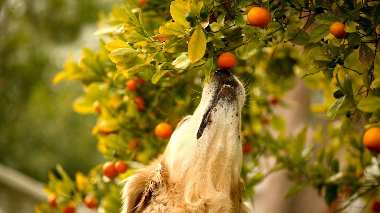 Wallpaper dog, tangerines, branch, curiosity, muzzle