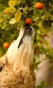 Preview wallpaper dog, tangerines, branch, curiosity, muzzle