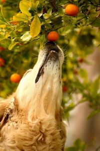 Preview wallpaper dog, tangerines, branch, curiosity, muzzle