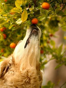 Preview wallpaper dog, tangerines, branch, curiosity, muzzle