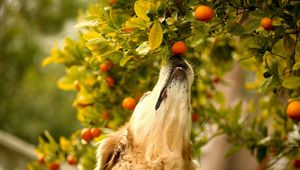 Preview wallpaper dog, tangerines, branch, curiosity, muzzle