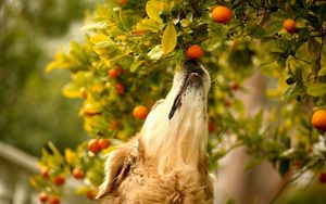 Preview wallpaper dog, tangerines, branch, curiosity, muzzle