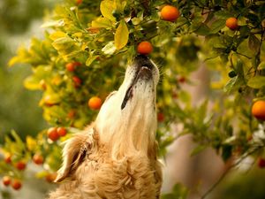 Preview wallpaper dog, tangerines, branch, curiosity, muzzle