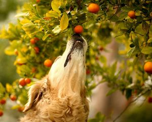 Preview wallpaper dog, tangerines, branch, curiosity, muzzle