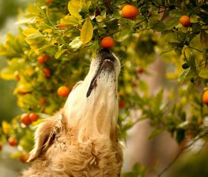 Preview wallpaper dog, tangerines, branch, curiosity, muzzle