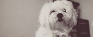 Preview wallpaper dog, terrier, white, fluffy