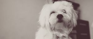 Preview wallpaper dog, terrier, white, fluffy