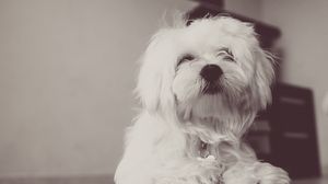 Preview wallpaper dog, terrier, white, fluffy