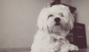 Preview wallpaper dog, terrier, white, fluffy