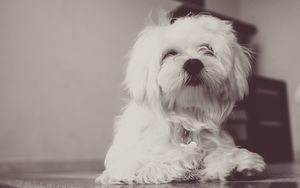Preview wallpaper dog, terrier, white, fluffy