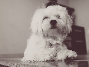 Preview wallpaper dog, terrier, white, fluffy