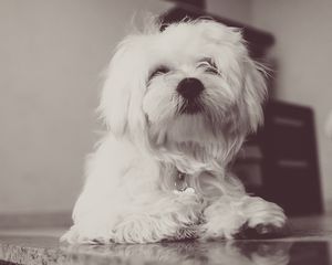 Preview wallpaper dog, terrier, white, fluffy