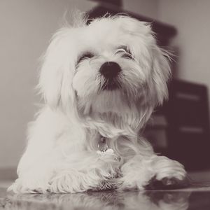 Preview wallpaper dog, terrier, white, fluffy