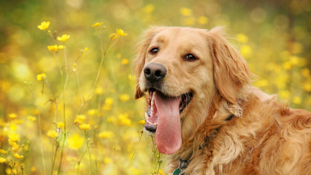 Wallpaper dog, tongue, eyes, walk
