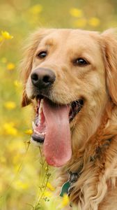Preview wallpaper dog, tongue, eyes, walk