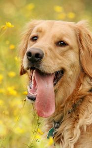 Preview wallpaper dog, tongue, eyes, walk