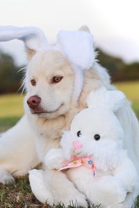 Preview wallpaper dog, toy, rabbit