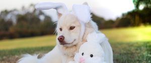 Preview wallpaper dog, toy, rabbit