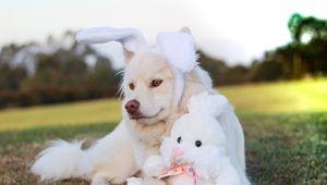 Preview wallpaper dog, toy, rabbit