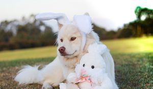 Preview wallpaper dog, toy, rabbit
