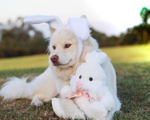 Preview wallpaper dog, toy, rabbit
