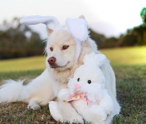 Preview wallpaper dog, toy, rabbit