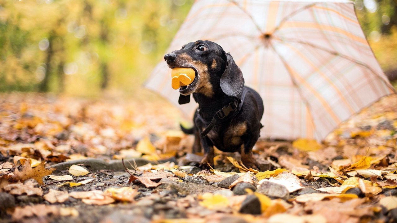 Wallpaper dog, toy, umbrella, autumn