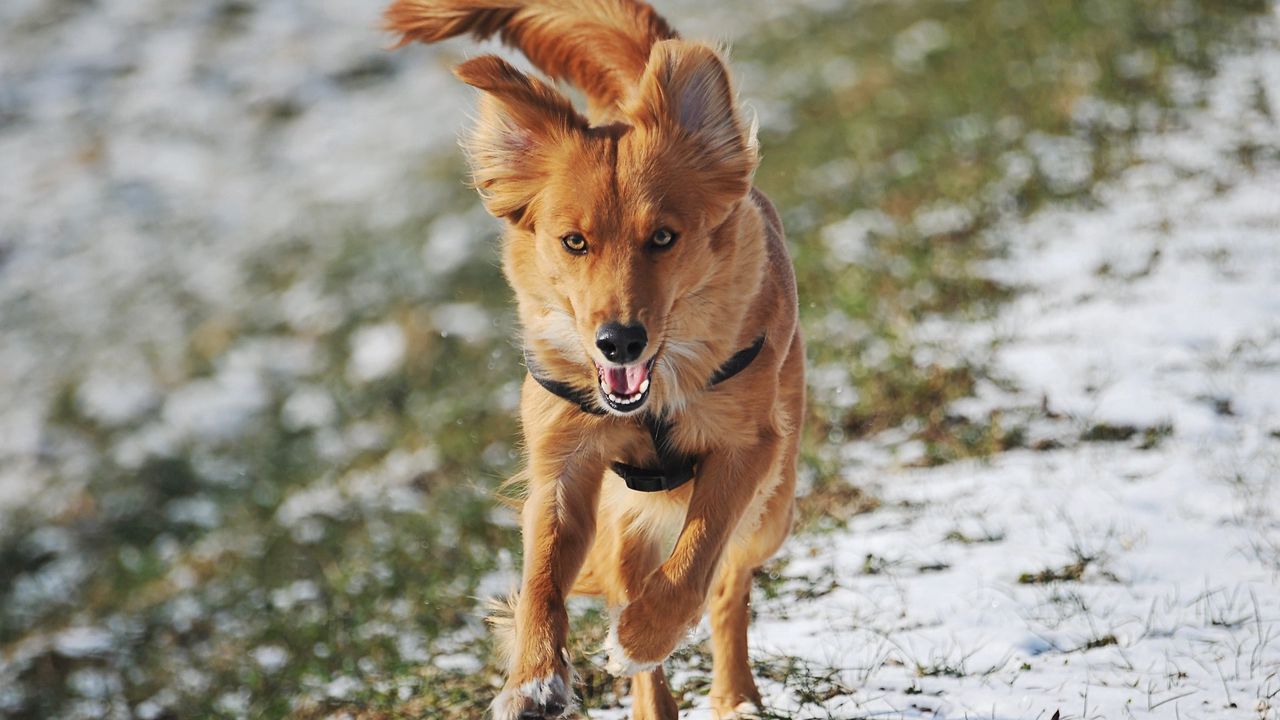 Wallpaper dog, trail, running, wind