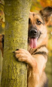 Preview wallpaper dog, tree, protruding tongue