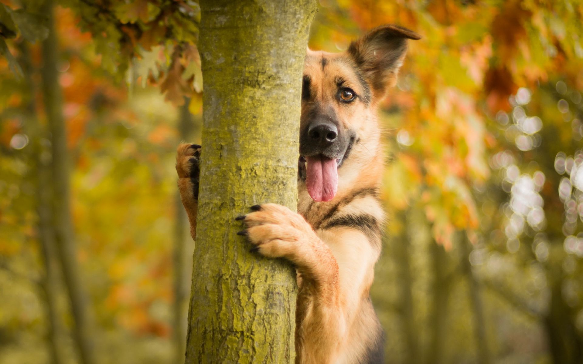 download-wallpaper-1920x1200-dog-tree-protruding-tongue-widescreen-16