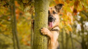 Preview wallpaper dog, tree, protruding tongue