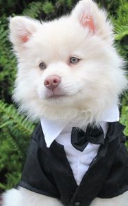 Preview wallpaper dog, tuxedo, muzzle