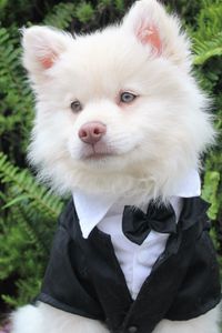 Preview wallpaper dog, tuxedo, muzzle