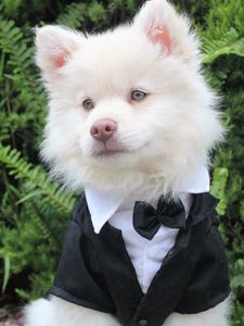 Preview wallpaper dog, tuxedo, muzzle