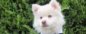 Preview wallpaper dog, tuxedo, muzzle
