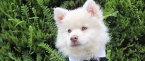 Preview wallpaper dog, tuxedo, muzzle