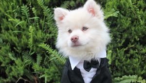 Preview wallpaper dog, tuxedo, muzzle