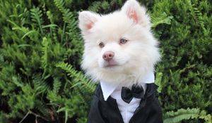Preview wallpaper dog, tuxedo, muzzle