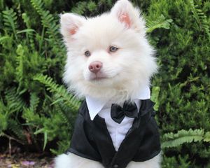 Preview wallpaper dog, tuxedo, muzzle