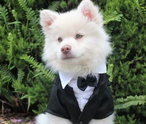 Preview wallpaper dog, tuxedo, muzzle