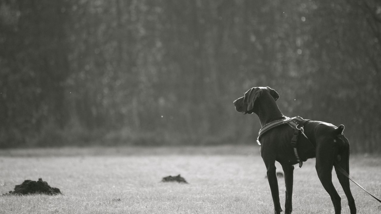 Wallpaper dog, walk, breed, dark, black and white