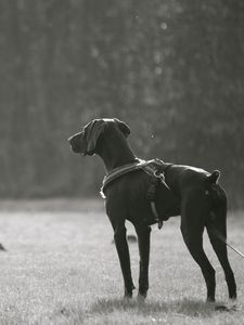 Preview wallpaper dog, walk, breed, dark, black and white