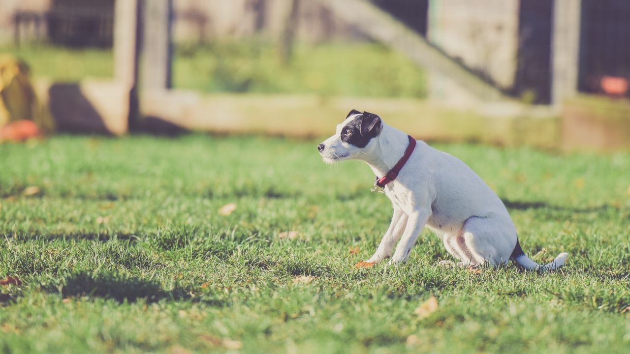 Wallpaper dog, walk, collar, grass