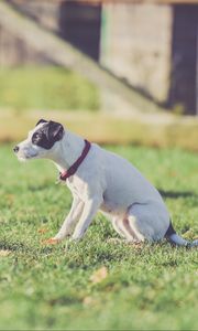 Preview wallpaper dog, walk, collar, grass