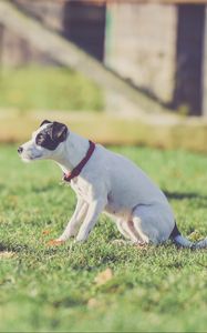 Preview wallpaper dog, walk, collar, grass