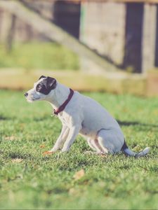Preview wallpaper dog, walk, collar, grass