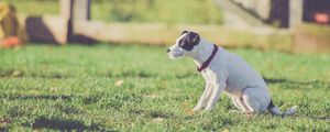 Preview wallpaper dog, walk, collar, grass