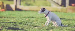 Preview wallpaper dog, walk, collar, grass