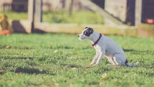 Preview wallpaper dog, walk, collar, grass