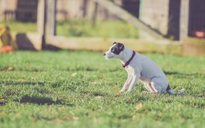 Preview wallpaper dog, walk, collar, grass